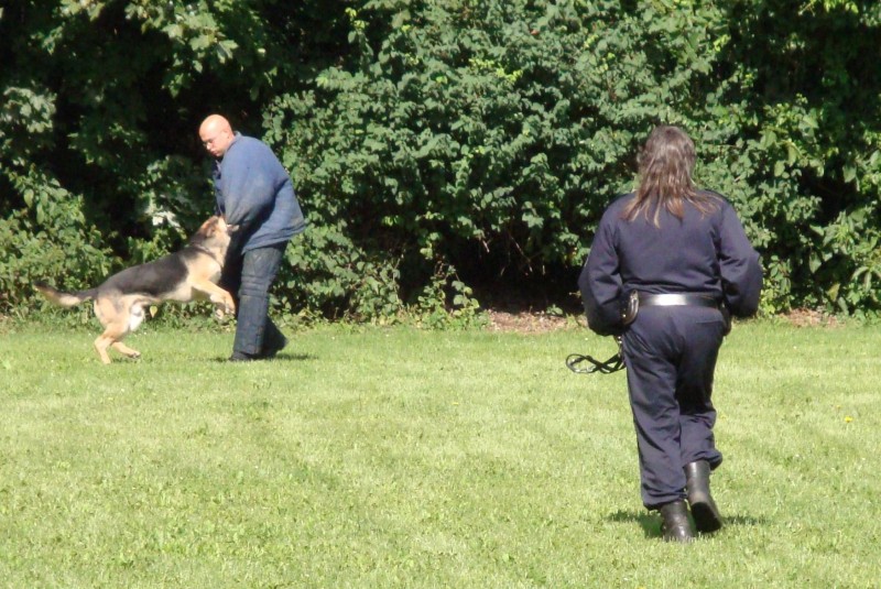 Hundestaffel der Polizei(1).jpg